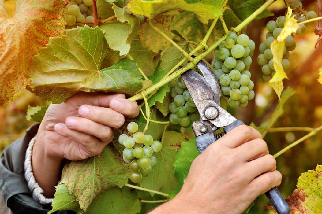 /Sfondo lavorazione vigneti